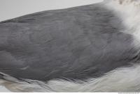 animal skin feathers seagull 0001